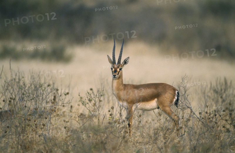 WILDLIFE, Chinkara, Chinkara (gazella gazella) standing in scrubland in Ranthambore National Park Rajasthan India