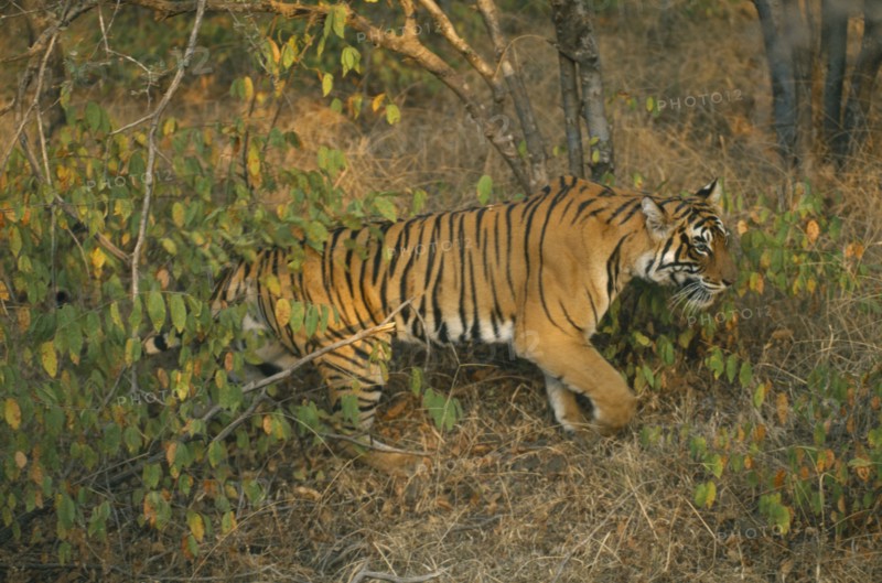 WILDLIFE, Big Game, Cats, Indian Tiger (panthera tigris tigris) Ranthambore National Park Rajasthan south of Delhi near Sawai Madahapur