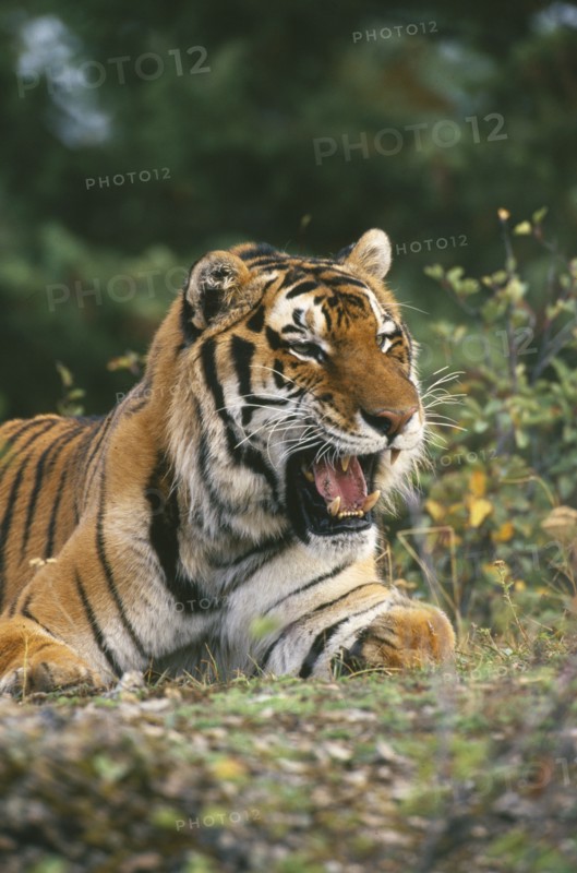 WILDLIFE, Big Game, Cats, Siberian Tiger (panthera tigris altaica) sitting on the ground looking menacing