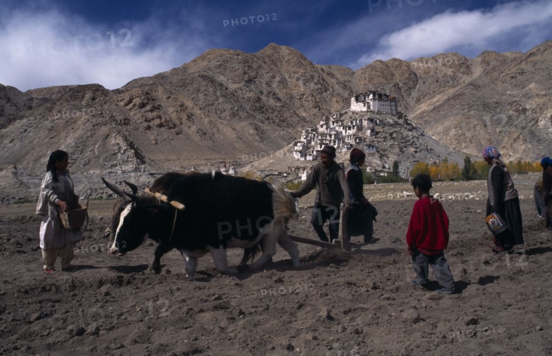 INDIA, Ladakh, "Digging potatoes using pair of dzo, a hybrid of a yak and a domestic cow to pull plough.  Women and children waiting behind plough to collect uncovered potatoes."