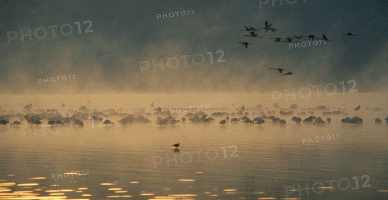 WILDLIFE, Birds, Flamingoes, Flamingoes in flight and wading in a misty dawn on Lake Nakura Kenya