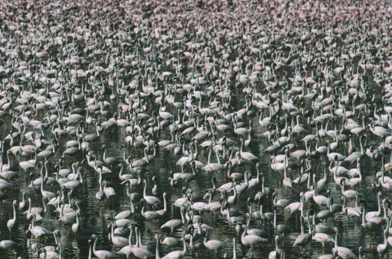 WILDLIFE, Birds, Flamingoes, Greater and Lesser Flamingo (phoenicopterus ruber and minor) massed in Lake Bogoria Kenya