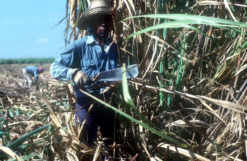 CUBA, Pinar Del Rio , Sugar Cane harvest worker cutting down crops