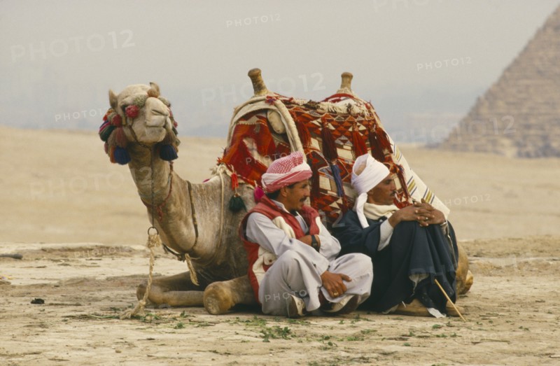 EGYPT, Cairo Area, Giza, Camel lying down with two men seated on one side. Pyramid in background