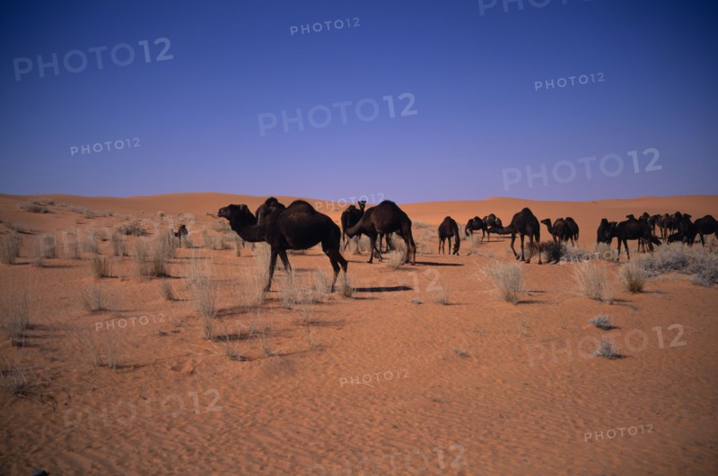 SAUDI ARABIA, Beraydah, "Herd of camels grazing in sandy desert, sparse scrubby vegetation "