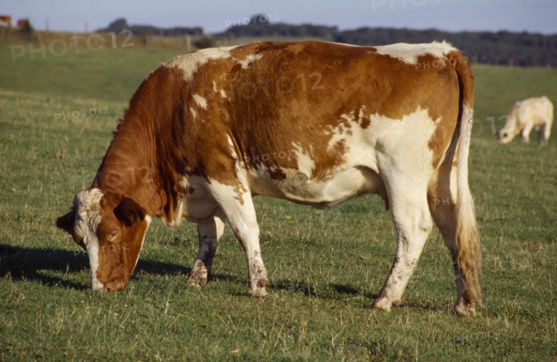 AGRICULTURE, Livestock, Cattle, Red and white cow grazing in a field in the South Downs.