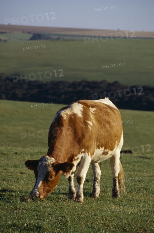 ENGLAND, Sussex, South Downs, Single red and white cow grazing in a field.
