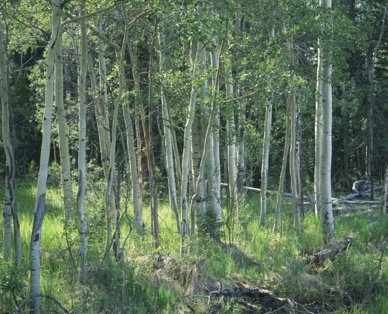 USA, Colorado, Rocky Mountain National Park, "Aspen trees,sunlight thro'slender silver barked trees,long grass "