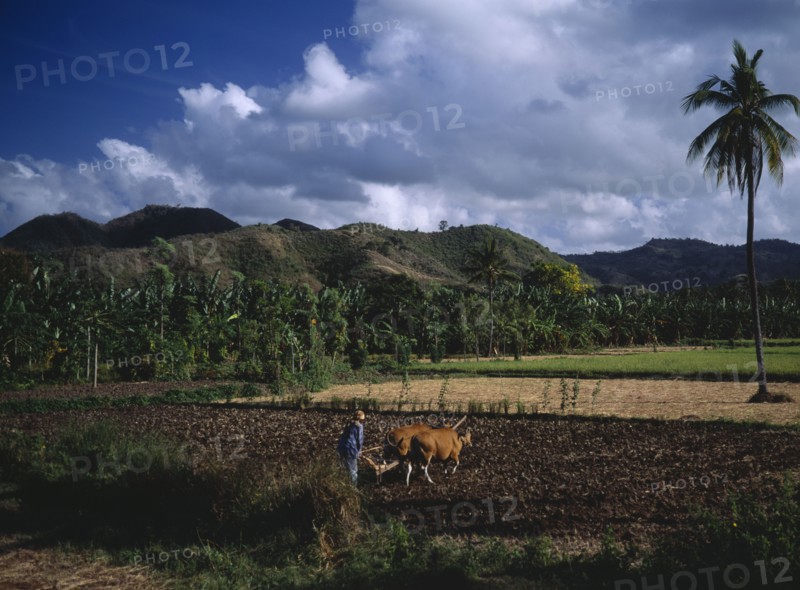 INDONESIA, Lombok, Timur, Mawon near Kuta. Man ploughing ricefields with cattle. A lone palm tree to right and banana trees and hills behind