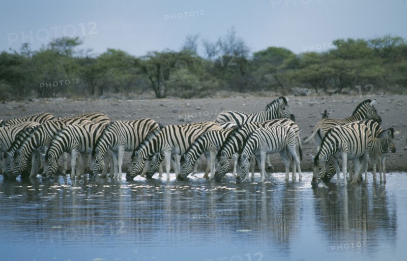 NAMIBIA, Etosha National Park, Zebra drinking at waterhole.