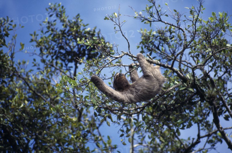 COSTA RICA, Limon, Sloth hanging from the branch of a tree