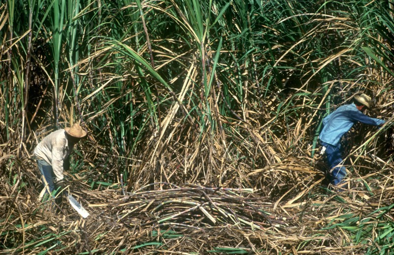 CUBA, Pinar Del Rio , Sugar Harvest workers cutting down crops