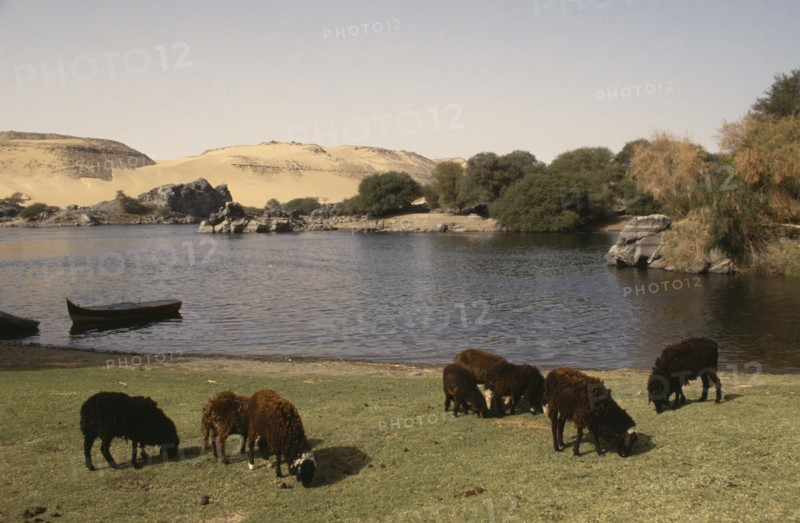 EGYPT, Nile Valley, Aswan, Sheep grazing on the banks of the River Nile upstream of Aswan.