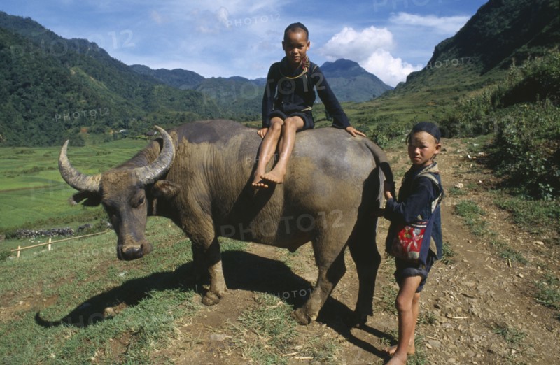 VIETNAM, North, Tribal People, Muong children with waterbuffalo.