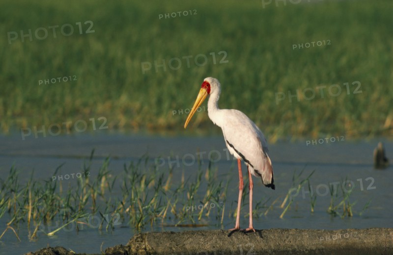 WILDLIFE, Birds, Stork, Yellow Billed Stork standing on the ground by a lake in Kenya