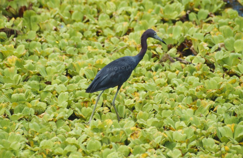 WILDLIFE, Birds, Ibis, Glossy Ibis walking on water cucumber plants in water in  Florida USA