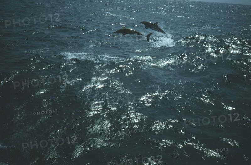 WILDLIFE, Sealife, Dolphins, Two Dolphins bow riding in the Arabian Sea