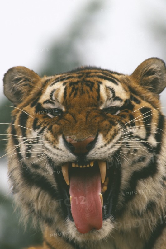 WILDLIFE, Big Game, Cats, Siberian Tiger (panthera tigris altaica) yawning