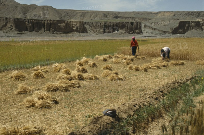 CHINA, Qinghai Province, Agriculture, Harvesting wheat