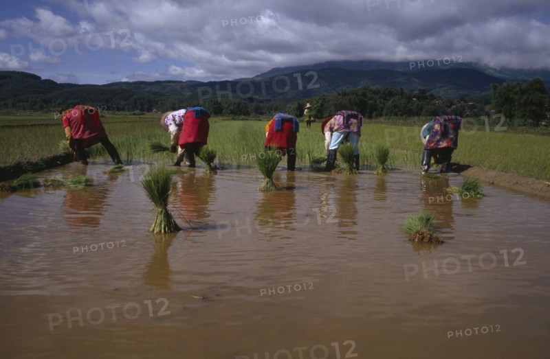 CHINA, Yunnan , Women from Dai tribe planting rice.