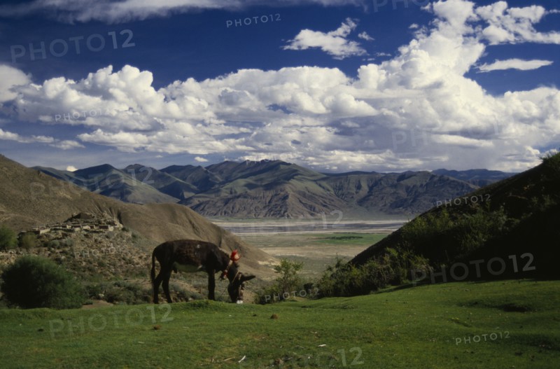 CHINA, Tibet  , Tsangpo Valley, Tethered grazing donkey in mountain landscape.