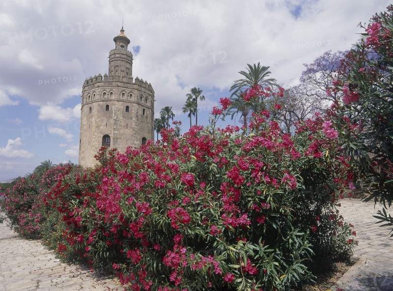SPAIN, Andalucia, Seville, "Arenal District, Torre del Oro with pink flowers on a shrub in the foreground "