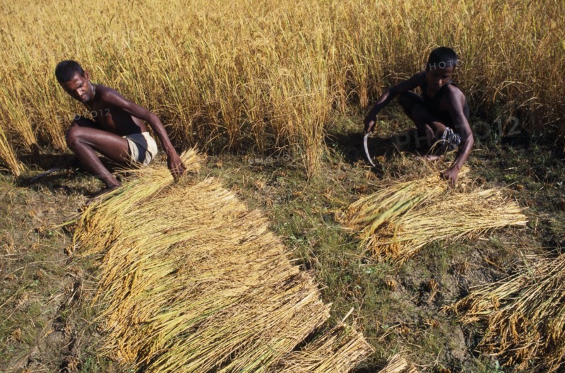 NEPAL, Eastern Terai, Agriculture, Two young men working in field harvesting rice by hand.
