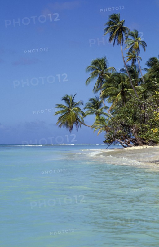 WEST INDIES, Tobago, Pigeon Point, View along shore and beach with palm trees stretching out over the sea