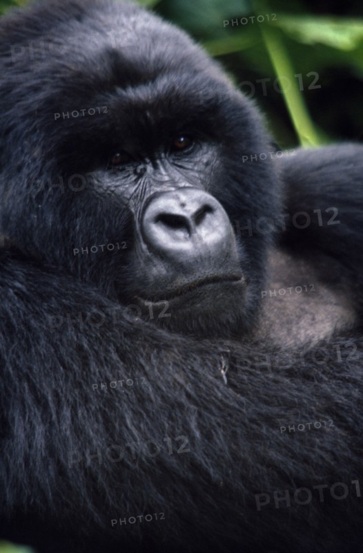 ZAIRE, Animals, Apes, Close view of Mountain Gorilla in natural habitat in the Virunga mountain range