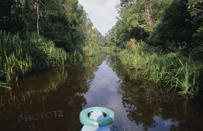 INDONESIA, Borneo, Sarawak, Jungle and river seen from the bow of a small boat