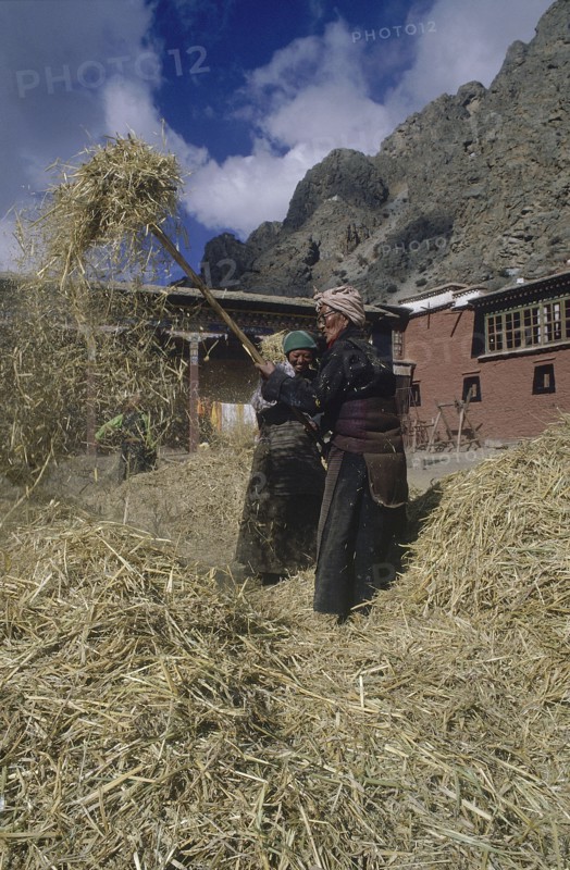 TIBET, Tsurpu, Women winnowing rice in a farmyard
