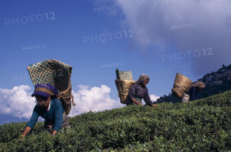INDIA, West Bengal, Darjeeling, Tea pickers carrying woven baskets on their backs on crest of slope in tea plantation against blue sky with white cloud.