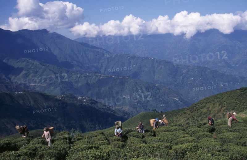 INDIA, West Bengal, Darjeeling, Tea pickers working on high hillside of plantation on tea estate.