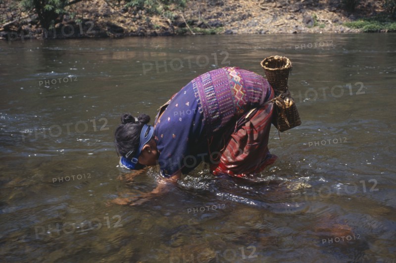 THAILAND, North, Mae Sariang, Mae Lui village. Karen refugee woman gathering shellfish by hand using a snorkel