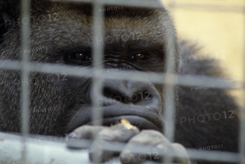 ANIMALS, Apes, Gorilla, Western lowland gorilla in captivity in Chessington zoo looking through bars of cage.