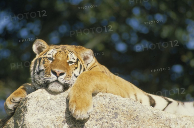 WILDLIFE, Big Game , Cats, Siberian Tiger (panthera tigris altaica) lying on rock almost asleep