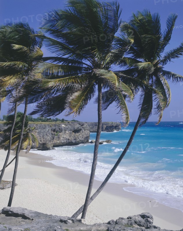 WEST INDIES, Barbados, South Coast, Bottom Bay Beach with coconut palm trees blowing in the wind on the edge of the white sandy beach
