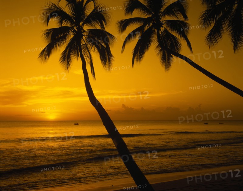 BARBADOS, West Coast, View of beach and palm trees at sunset