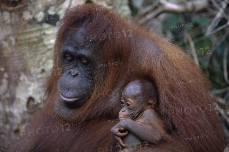ANIMALS, Apes, Orangutan, Female and young orangutans in Borneo