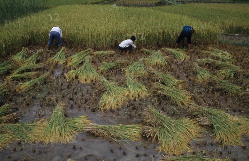 CHINA, Guangxi, Yangshuo, Rice harvest