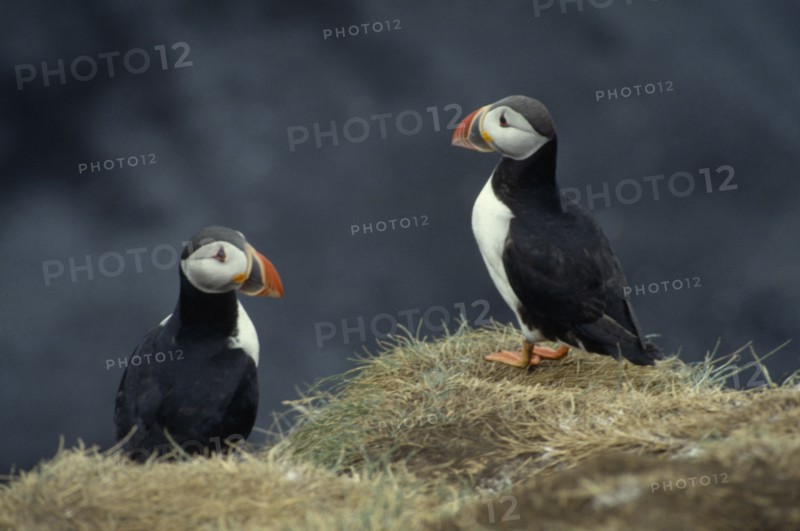 ICELAND, Dyrholaey, Two puffins on rock.