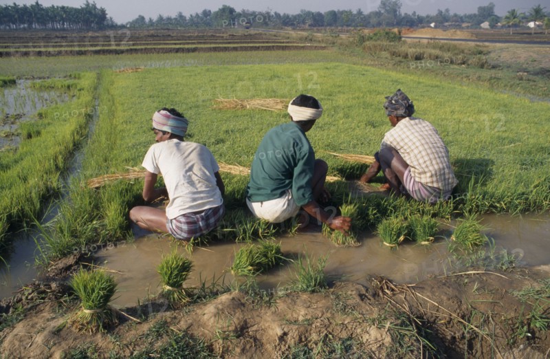 INDIA, Karnataka , Agriculture, Three men in paddy field collecting rice seedlings.