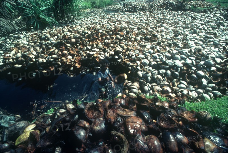 SRI LANKA, Industry, Man wetting coconut husks for making coir