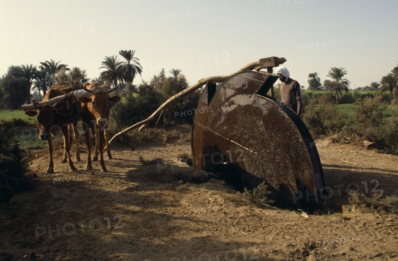 EGYPT, Nile Valley, Aswan, Man using an irrigation wheel with cattle