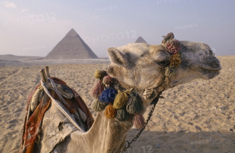 EGYPT, Cairo Area, Giza, The Pyramids. Camel In Foreground