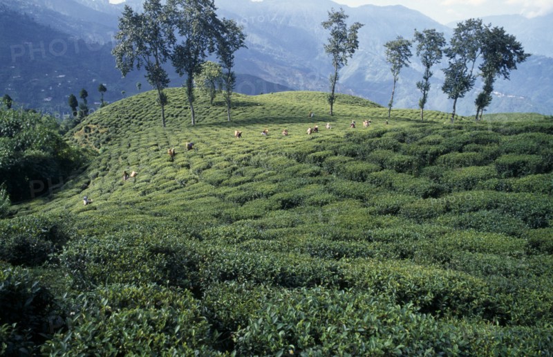 INDIA, West Bengal, Darjeeling, Distant view of line of tea pickers working across slope of tea plantation with line of trees and mountain landscape behind.