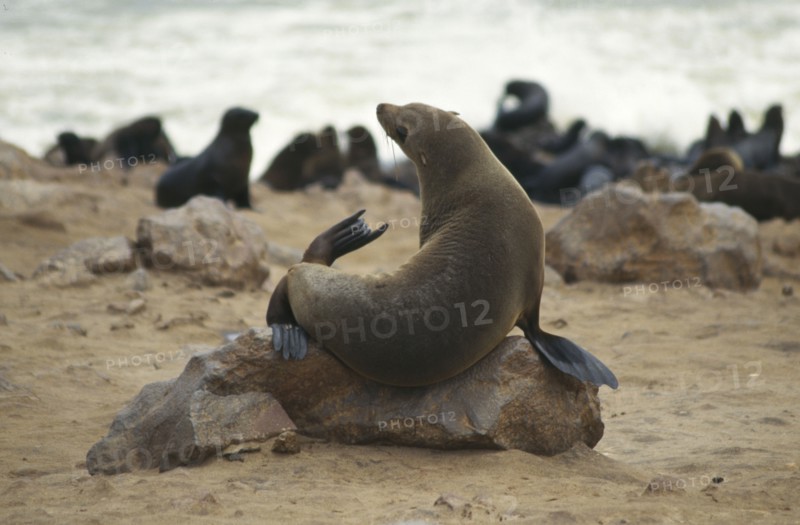 WILDLIFE, Sealife, Sea Lions, Sea Lion sitting on a rock scratching its neck in the colony on the Atlantic coast of Namibia