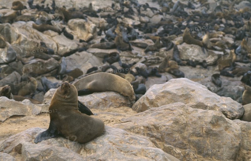 WILDLIFE, Sealife, Sea Lions, Sea Lion colony on the Atlantic coast of Namibia