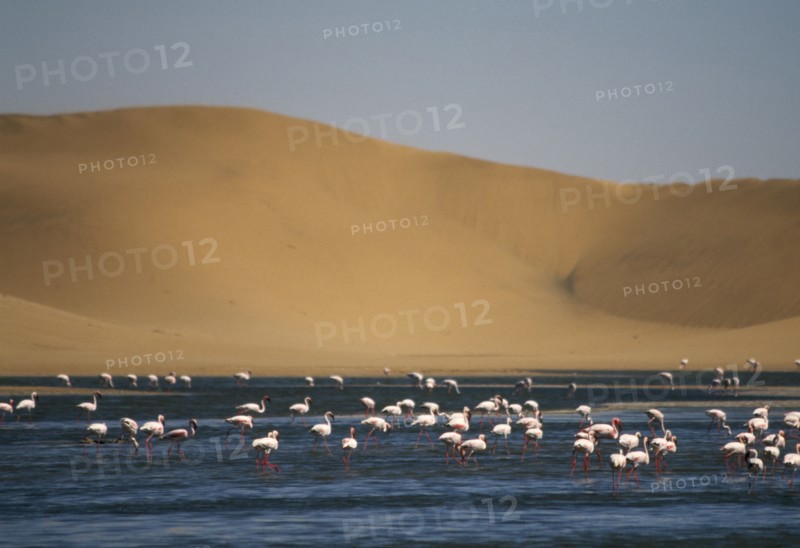 WILDLIFE, Birds, Flamingoes, Flamingoes feeding in a lagoon in front of sand dunes near Walvis Bay on the Atlantic Coast of Namibia