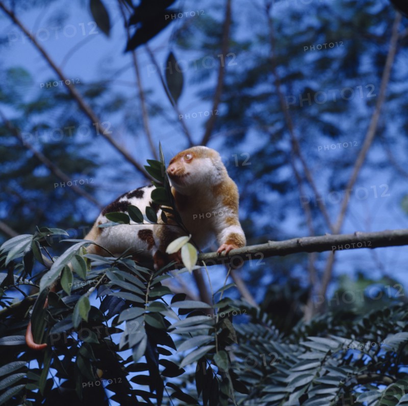 PAPUA NEW GUINEA, General, A Loris. Brown and white with black spots and a long tail perched in tree